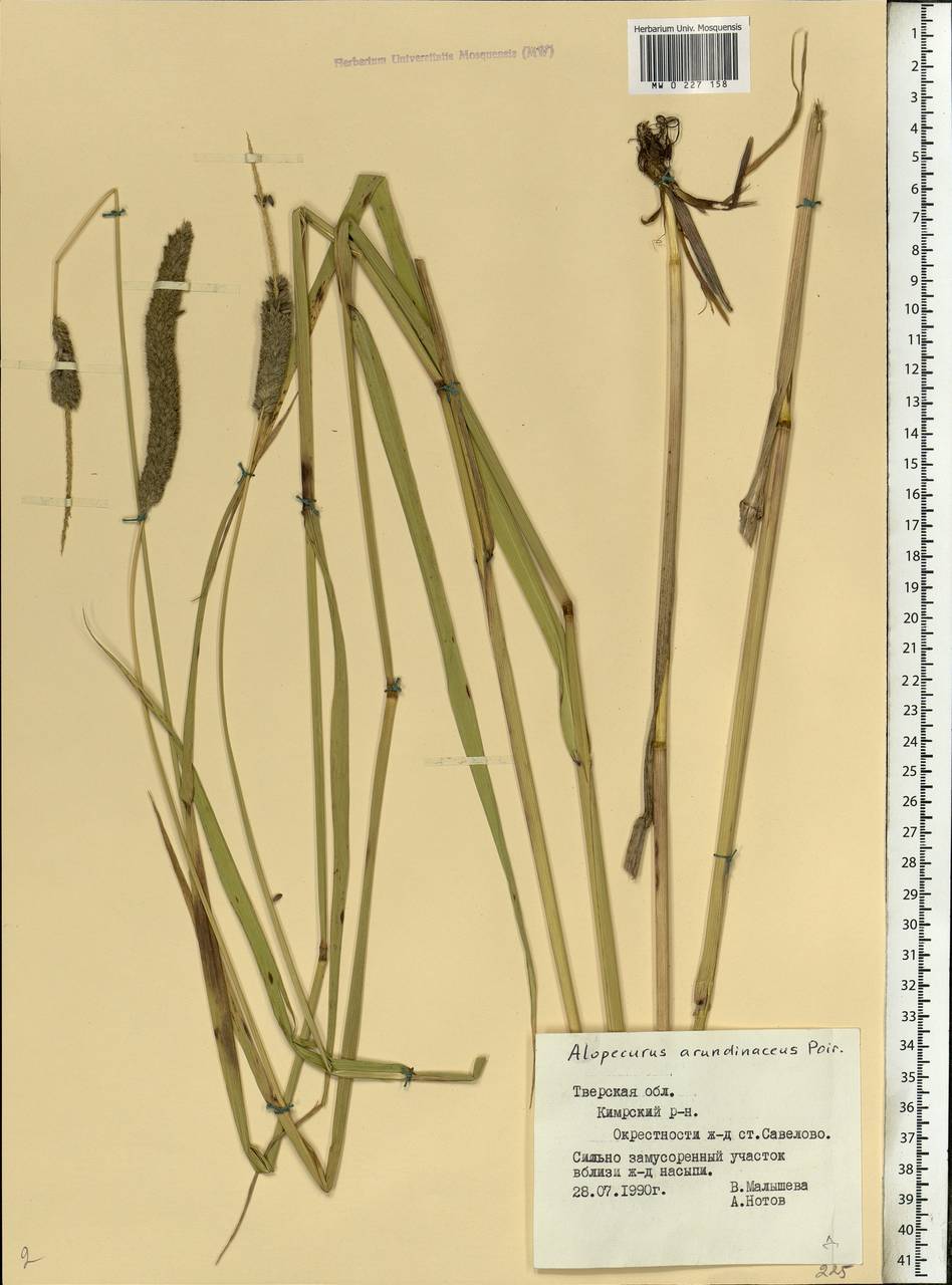 Alopecurus arundinaceus Poir., Eastern Europe, North-Western region (E2) (Russia)