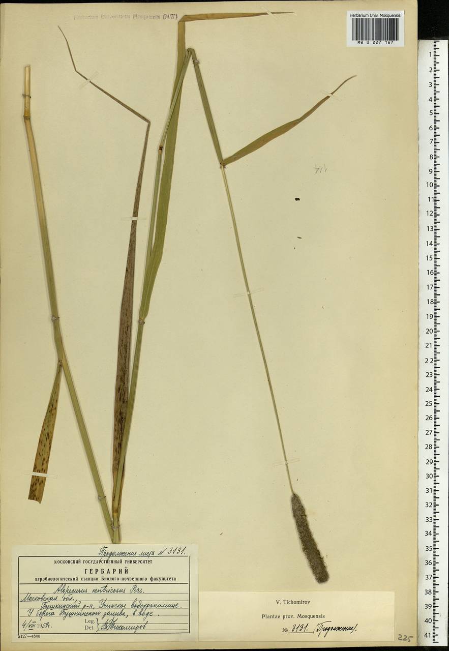 Alopecurus arundinaceus Poir., Eastern Europe, Moscow region (E4a) (Russia)