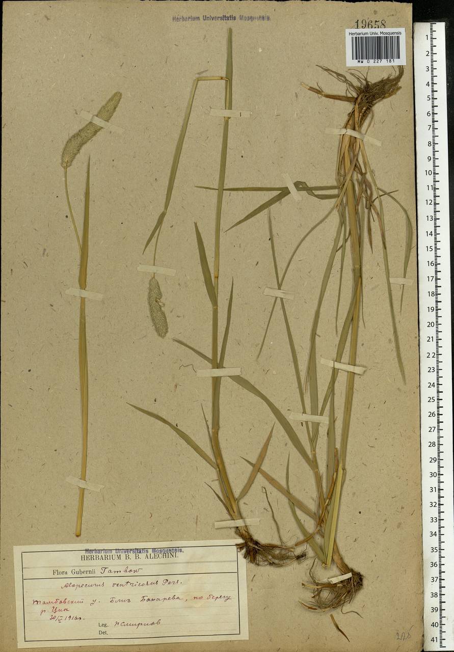 Alopecurus arundinaceus Poir., Eastern Europe, Central forest-and-steppe region (E6) (Russia)