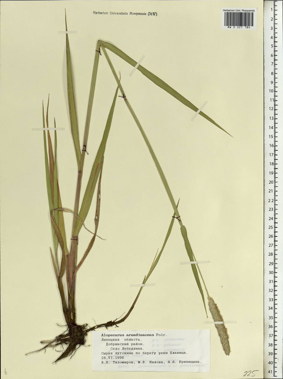 Alopecurus arundinaceus Poir., Eastern Europe, Central forest-and-steppe region (E6) (Russia)