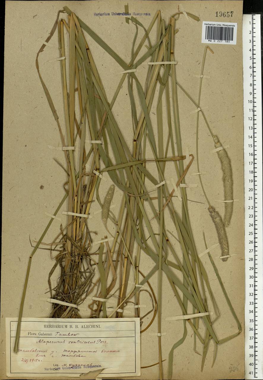 Alopecurus arundinaceus Poir., Eastern Europe, Central forest-and-steppe region (E6) (Russia)