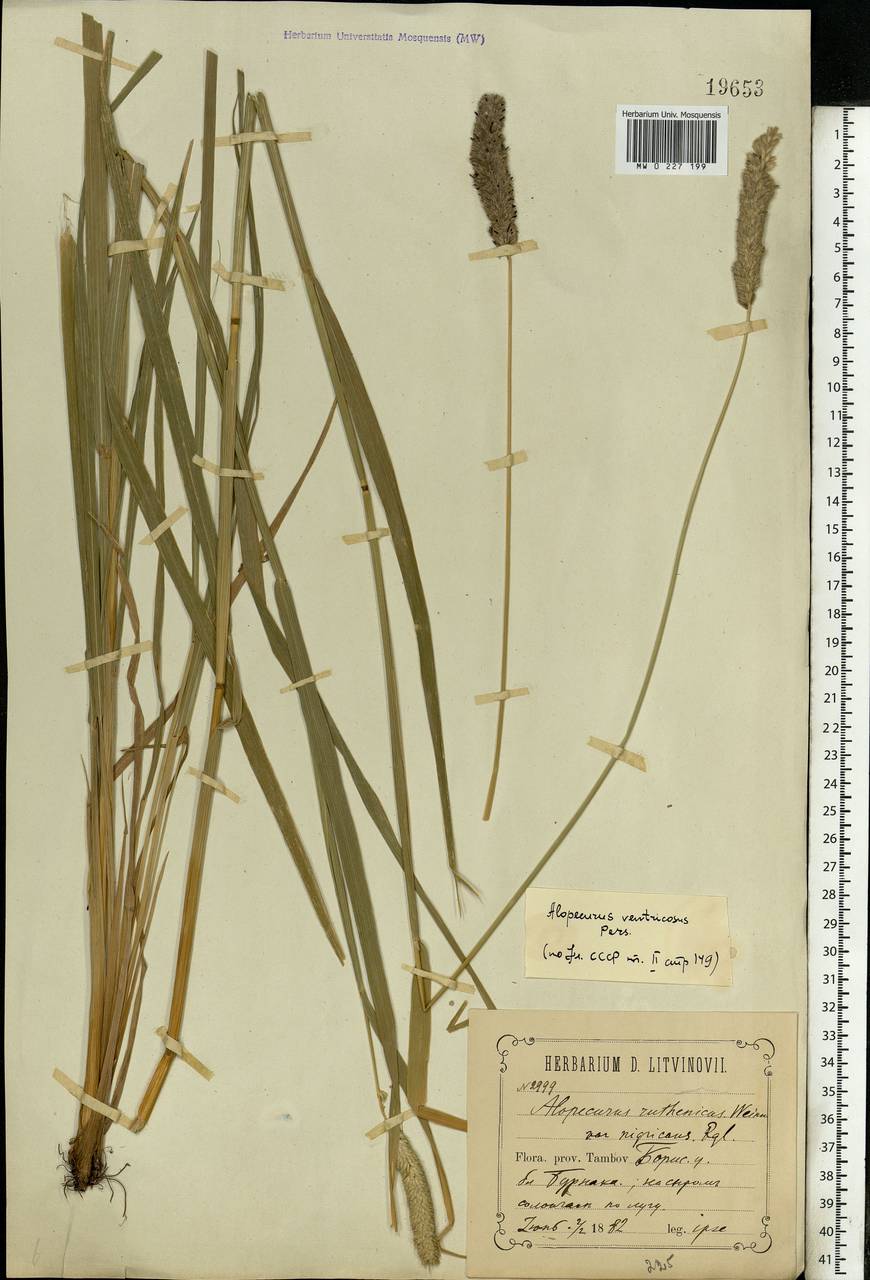 Alopecurus arundinaceus Poir., Eastern Europe, Central forest-and-steppe region (E6) (Russia)