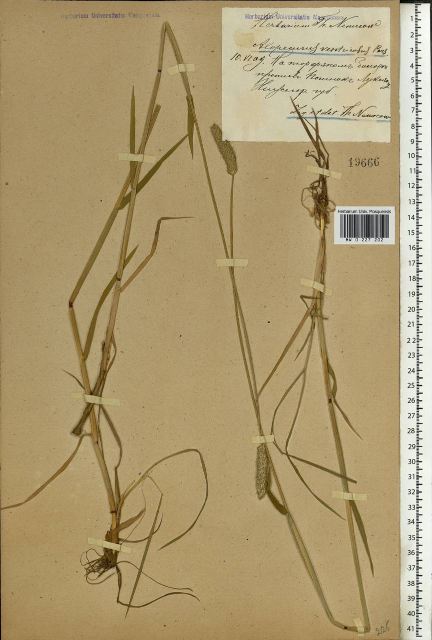 Alopecurus arundinaceus Poir., Eastern Europe, Volga-Kama region (E7) (Russia)