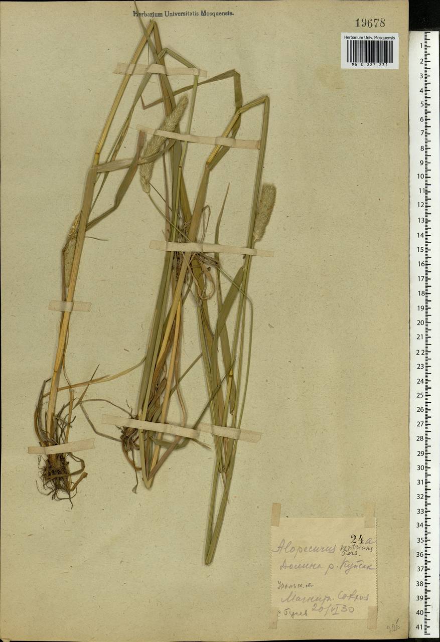 Alopecurus arundinaceus Poir., Eastern Europe, Eastern region (E10) (Russia)