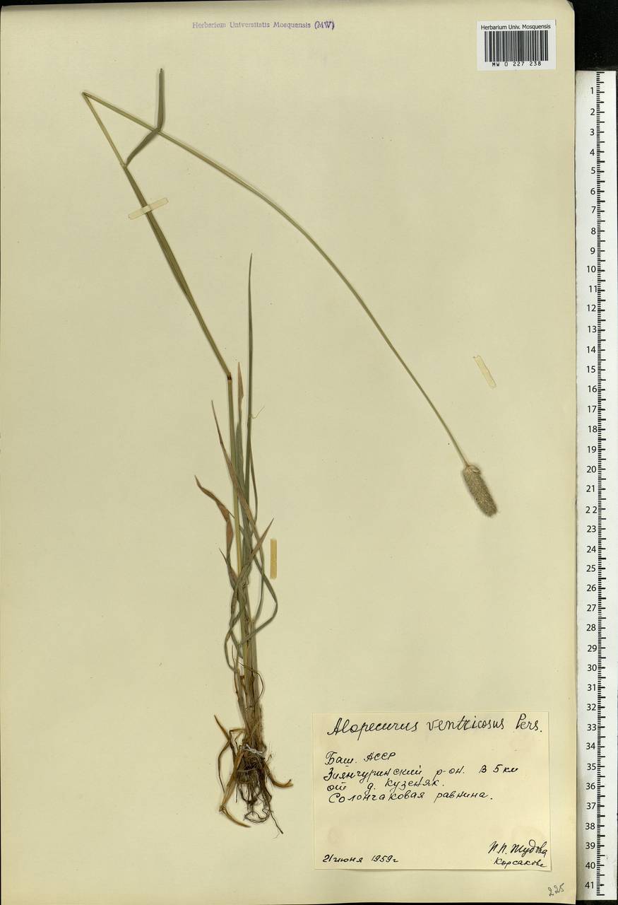 Alopecurus arundinaceus Poir., Eastern Europe, Eastern region (E10) (Russia)