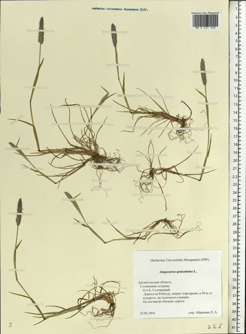 Alopecurus geniculatus L., Eastern Europe, Northern region (E1) (Russia)