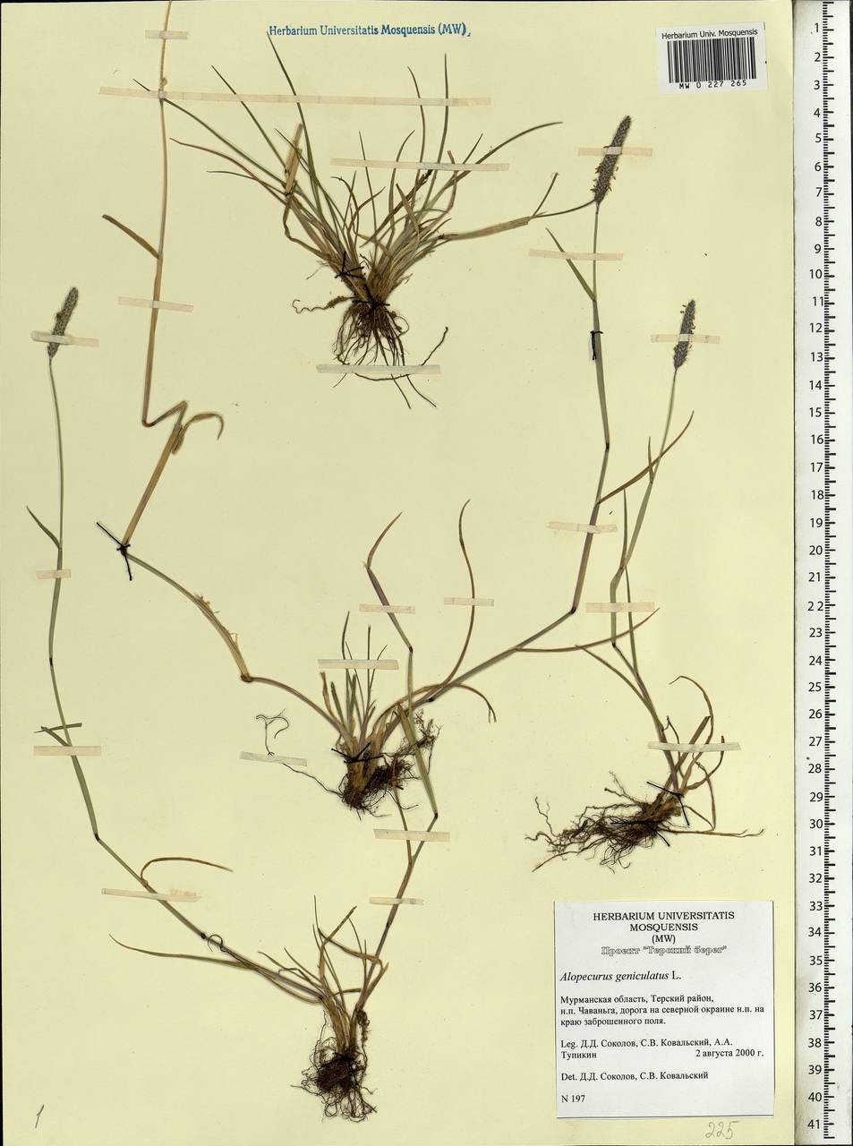 Alopecurus geniculatus L., Eastern Europe, Northern region (E1) (Russia)