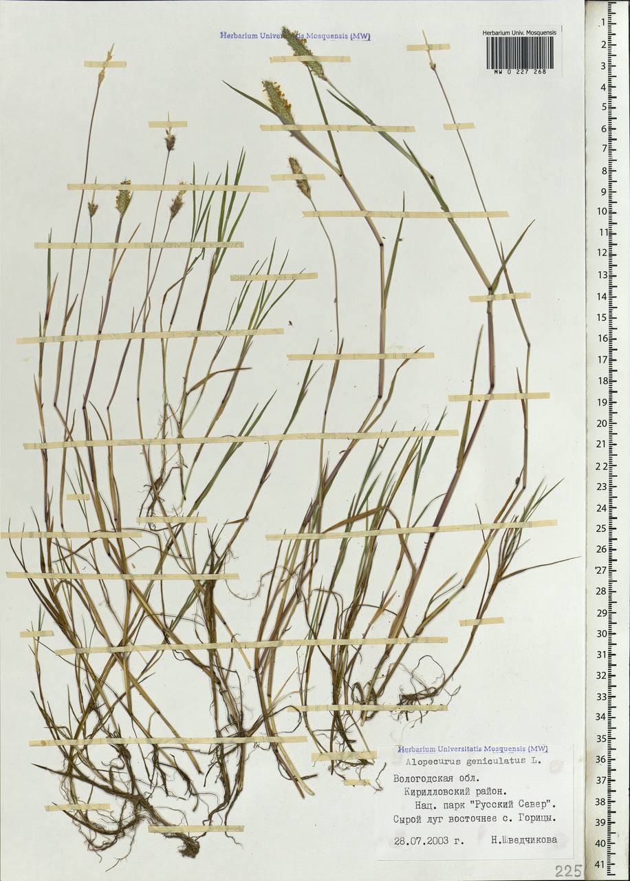 Alopecurus geniculatus L., Eastern Europe, Northern region (E1) (Russia)