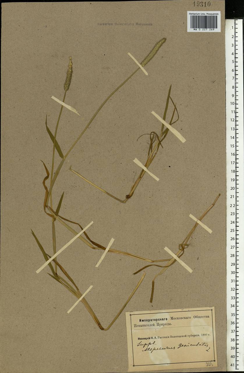 Alopecurus geniculatus L., Eastern Europe, Northern region (E1) (Russia)