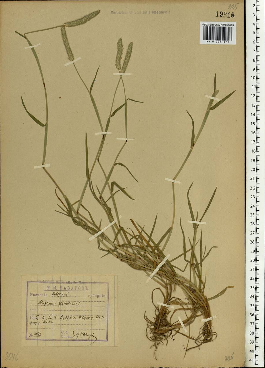 Alopecurus geniculatus L., Eastern Europe, North-Western region (E2) (Russia)