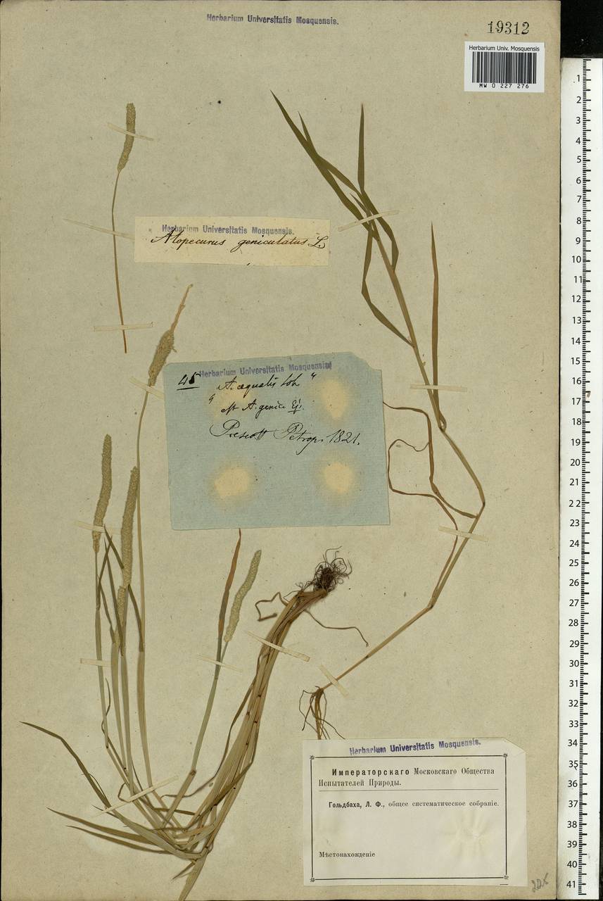 Alopecurus geniculatus L., Eastern Europe, North-Western region (E2) (Russia)