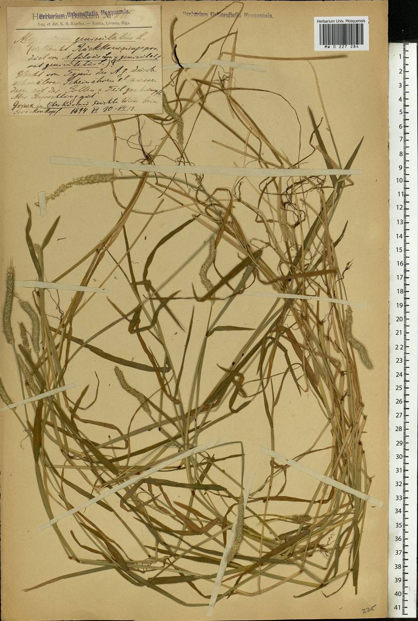 Alopecurus geniculatus L., Eastern Europe, Latvia (E2b) (Latvia)