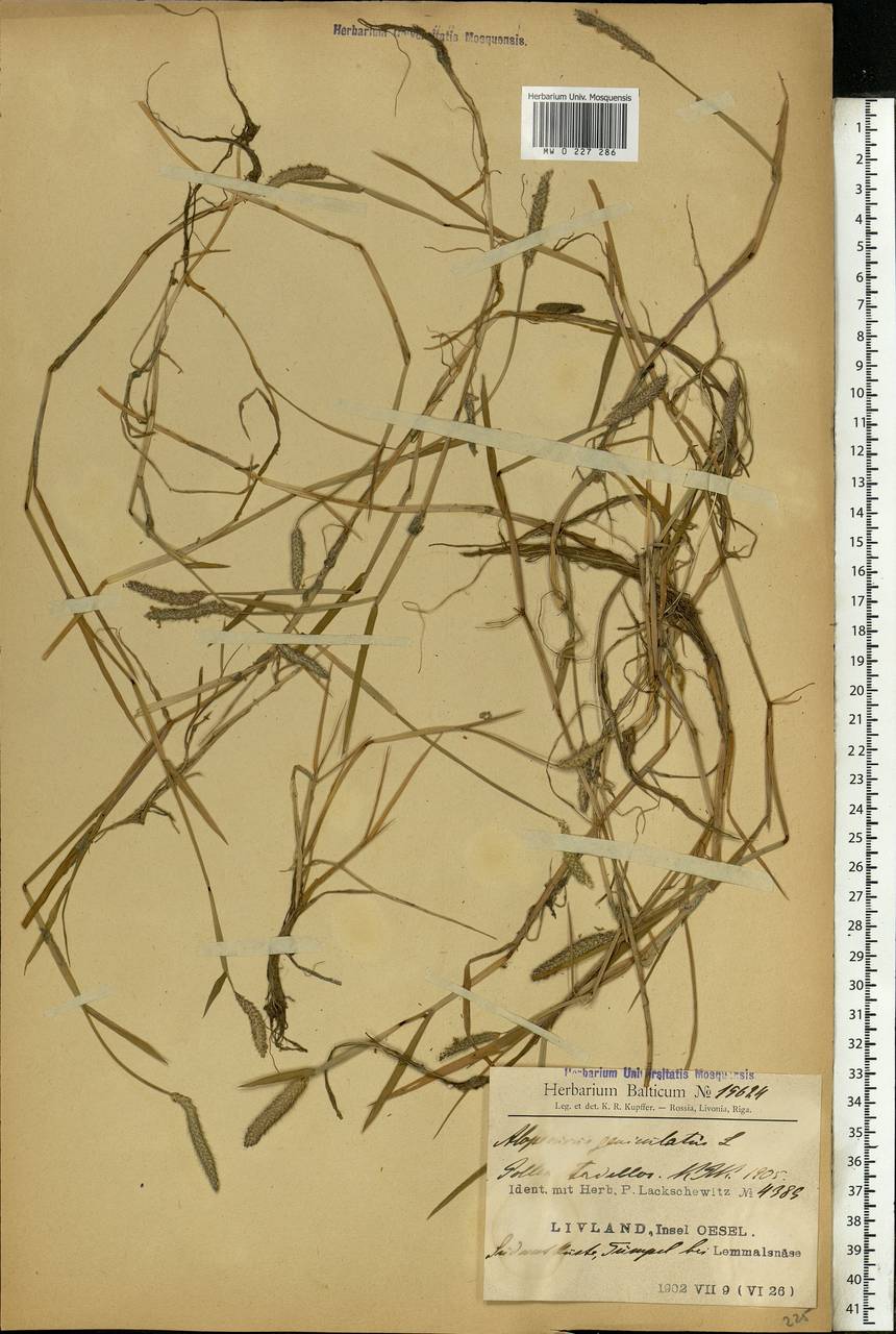 Alopecurus geniculatus L., Eastern Europe, Latvia (E2b) (Latvia)