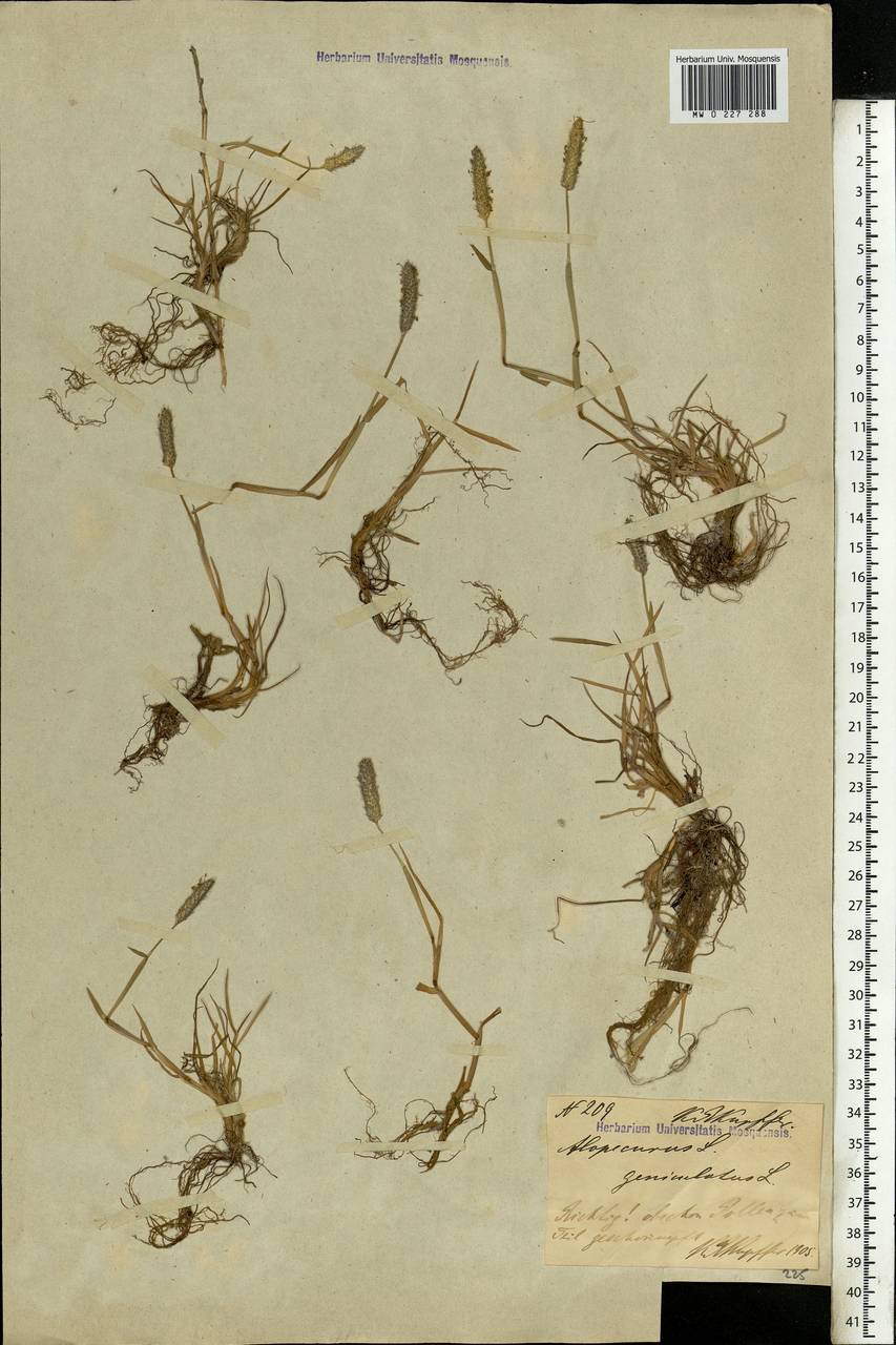 Alopecurus geniculatus L., Eastern Europe, Latvia (E2b) (Latvia)