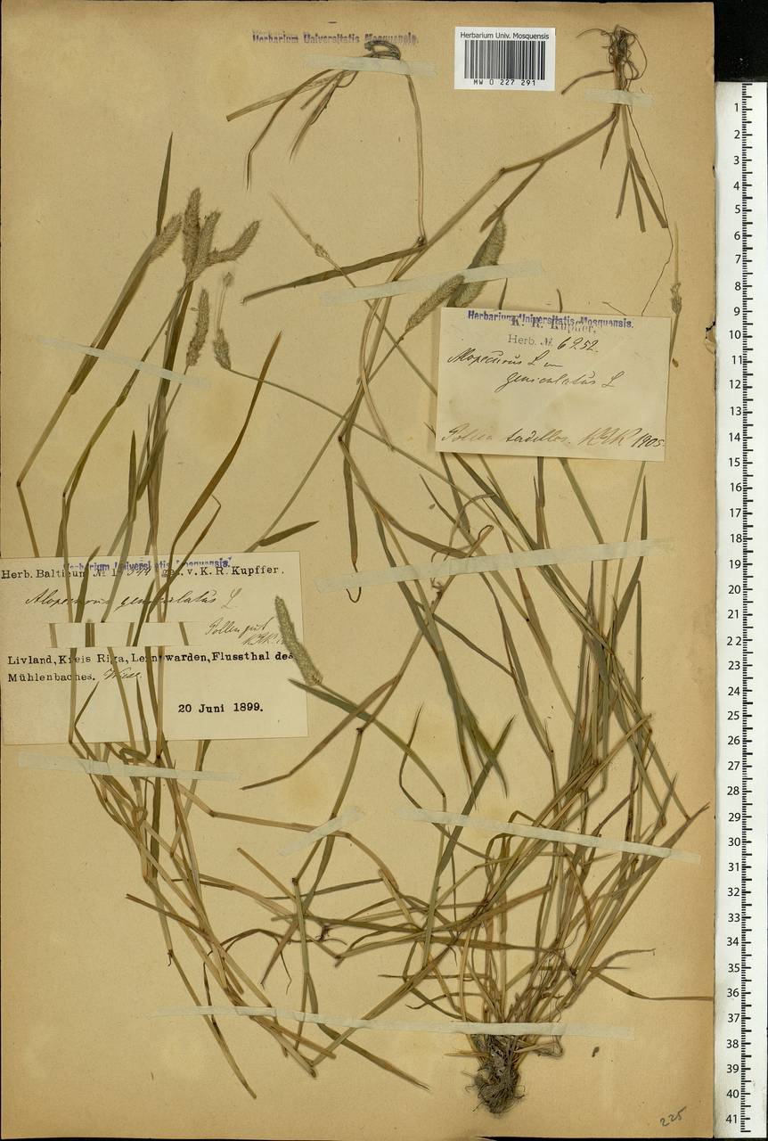 Alopecurus geniculatus L., Eastern Europe, Latvia (E2b) (Latvia)