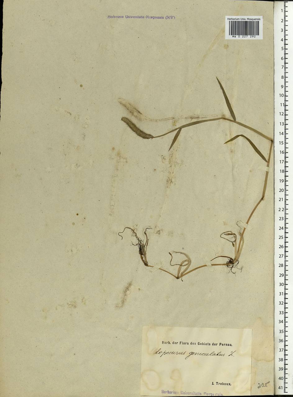 Alopecurus geniculatus L., Eastern Europe, Estonia (E2c) (Estonia)