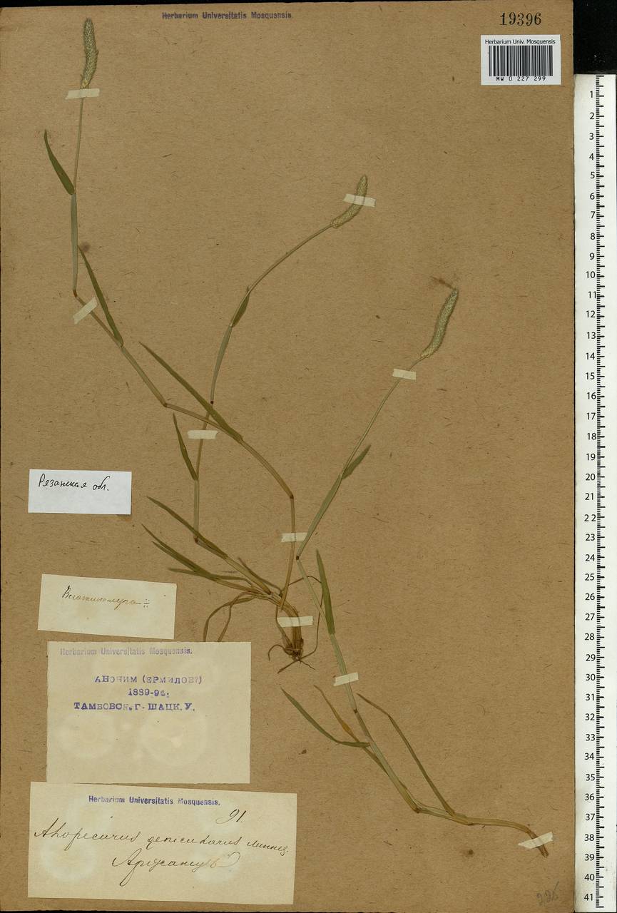 Alopecurus geniculatus L., Eastern Europe, Central region (E4) (Russia)