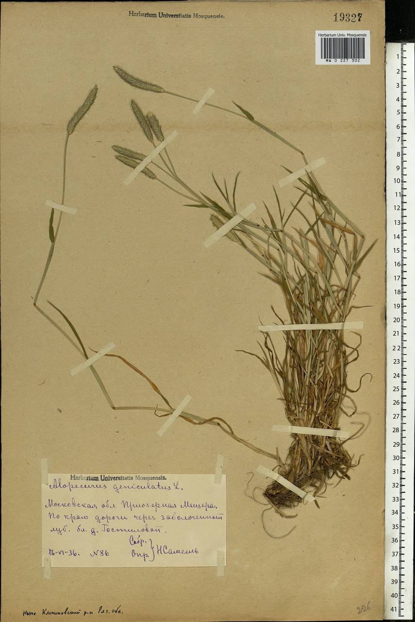 Alopecurus geniculatus L., Eastern Europe, Central region (E4) (Russia)