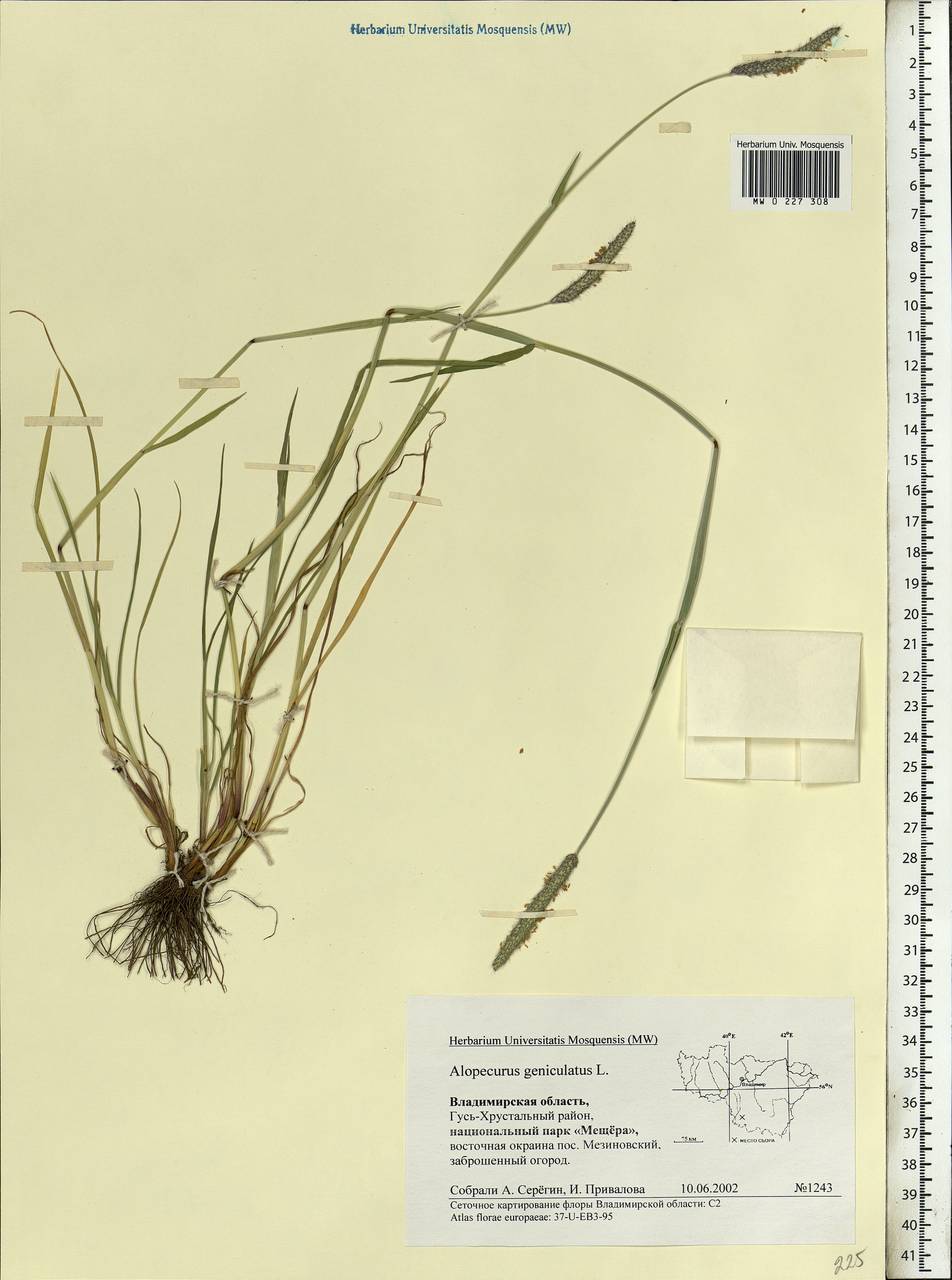 Alopecurus geniculatus L., Eastern Europe, Central region (E4) (Russia)