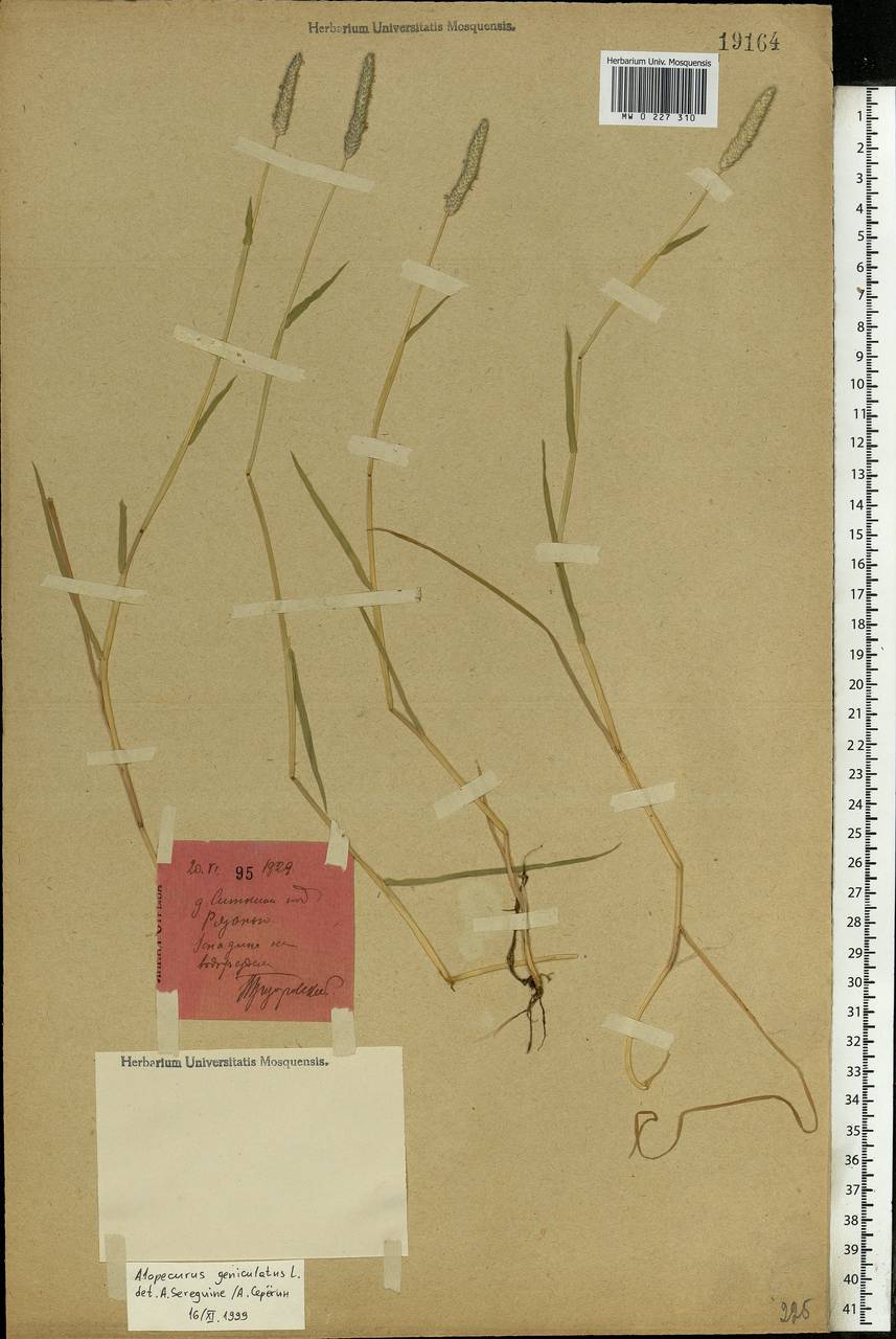 Alopecurus geniculatus L., Eastern Europe, Central region (E4) (Russia)