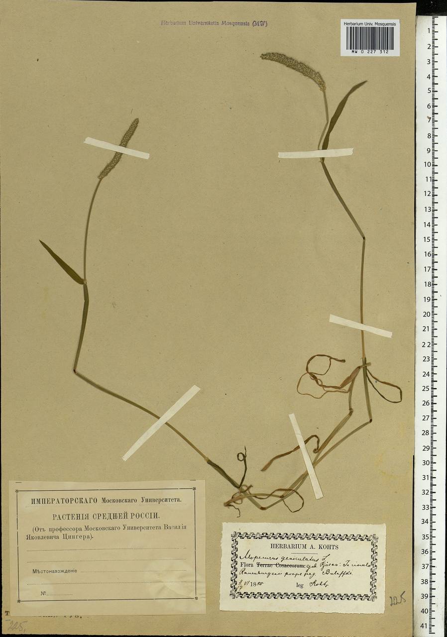 Alopecurus geniculatus L., Eastern Europe, Central forest-and-steppe region (E6) (Russia)