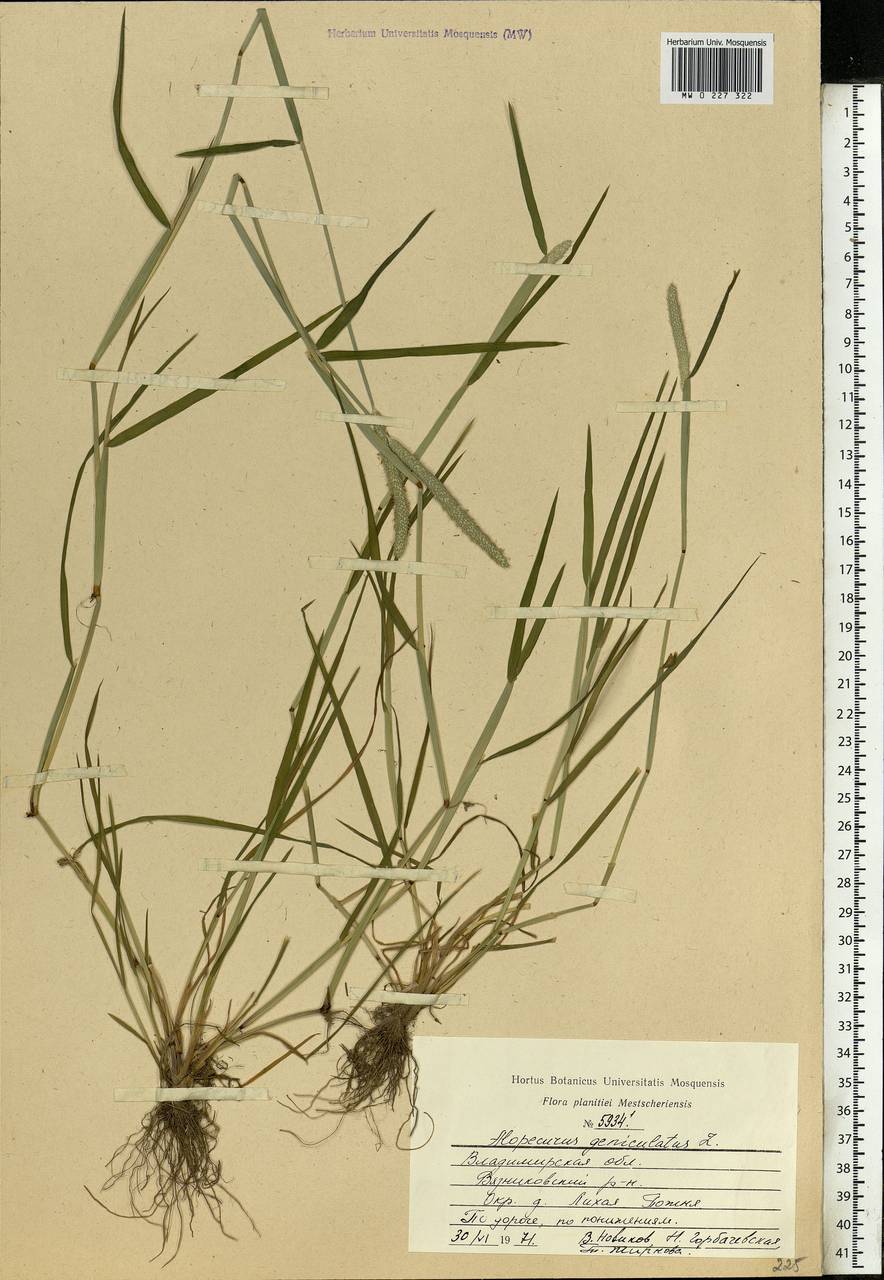 Alopecurus geniculatus L., Eastern Europe, Central region (E4) (Russia)