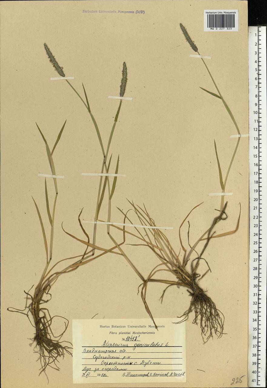 Alopecurus geniculatus L., Eastern Europe, Central region (E4) (Russia)