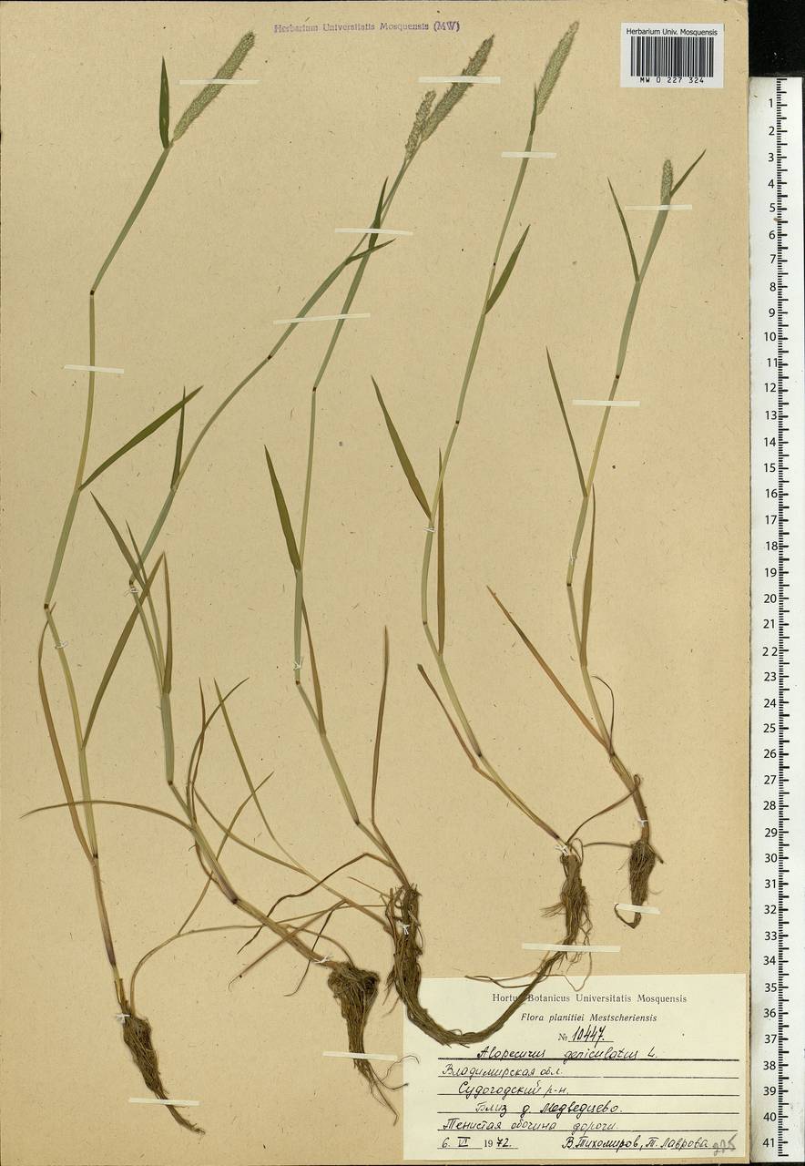 Alopecurus geniculatus L., Eastern Europe, Central region (E4) (Russia)