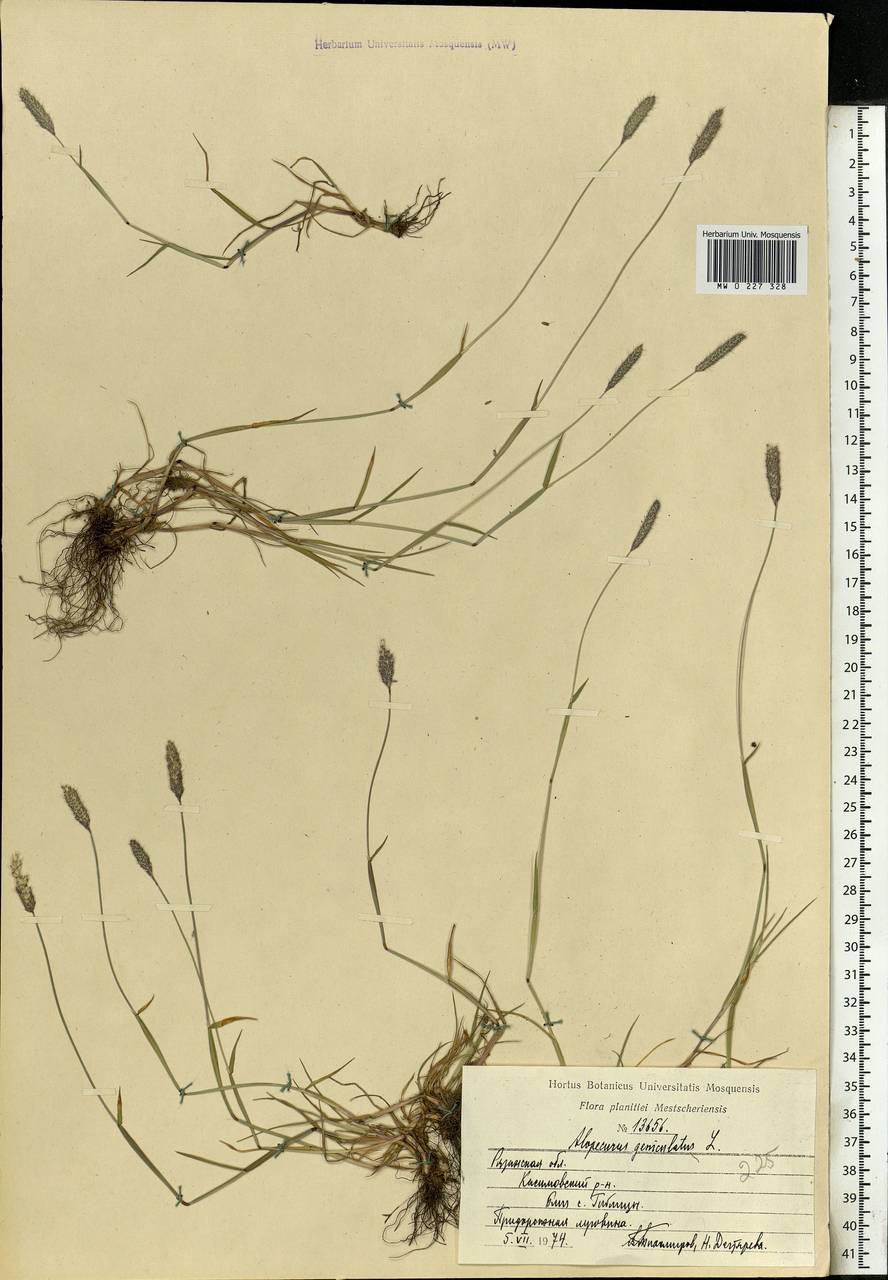 Alopecurus geniculatus L., Eastern Europe, Central region (E4) (Russia)