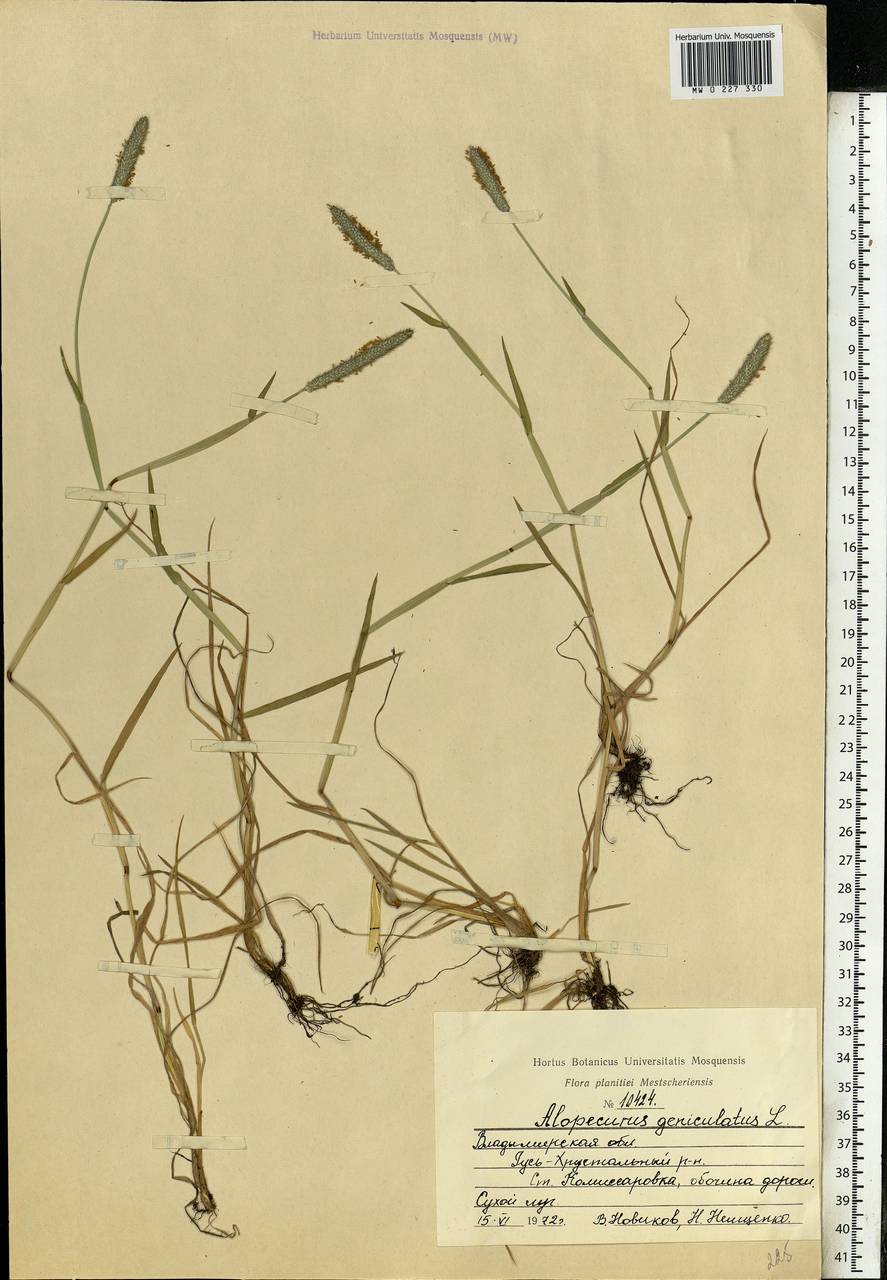 Alopecurus geniculatus L., Eastern Europe, Central region (E4) (Russia)