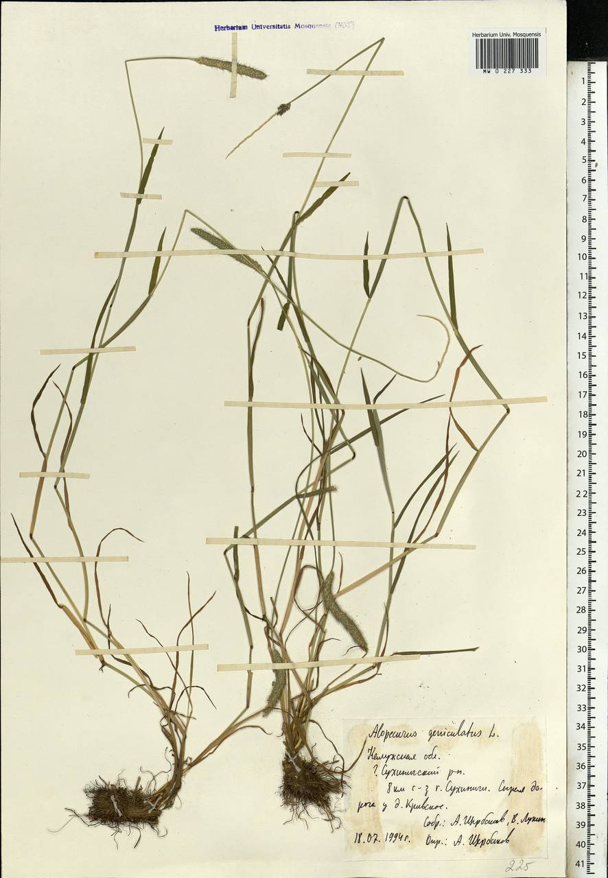 Alopecurus geniculatus L., Eastern Europe, Central region (E4) (Russia)