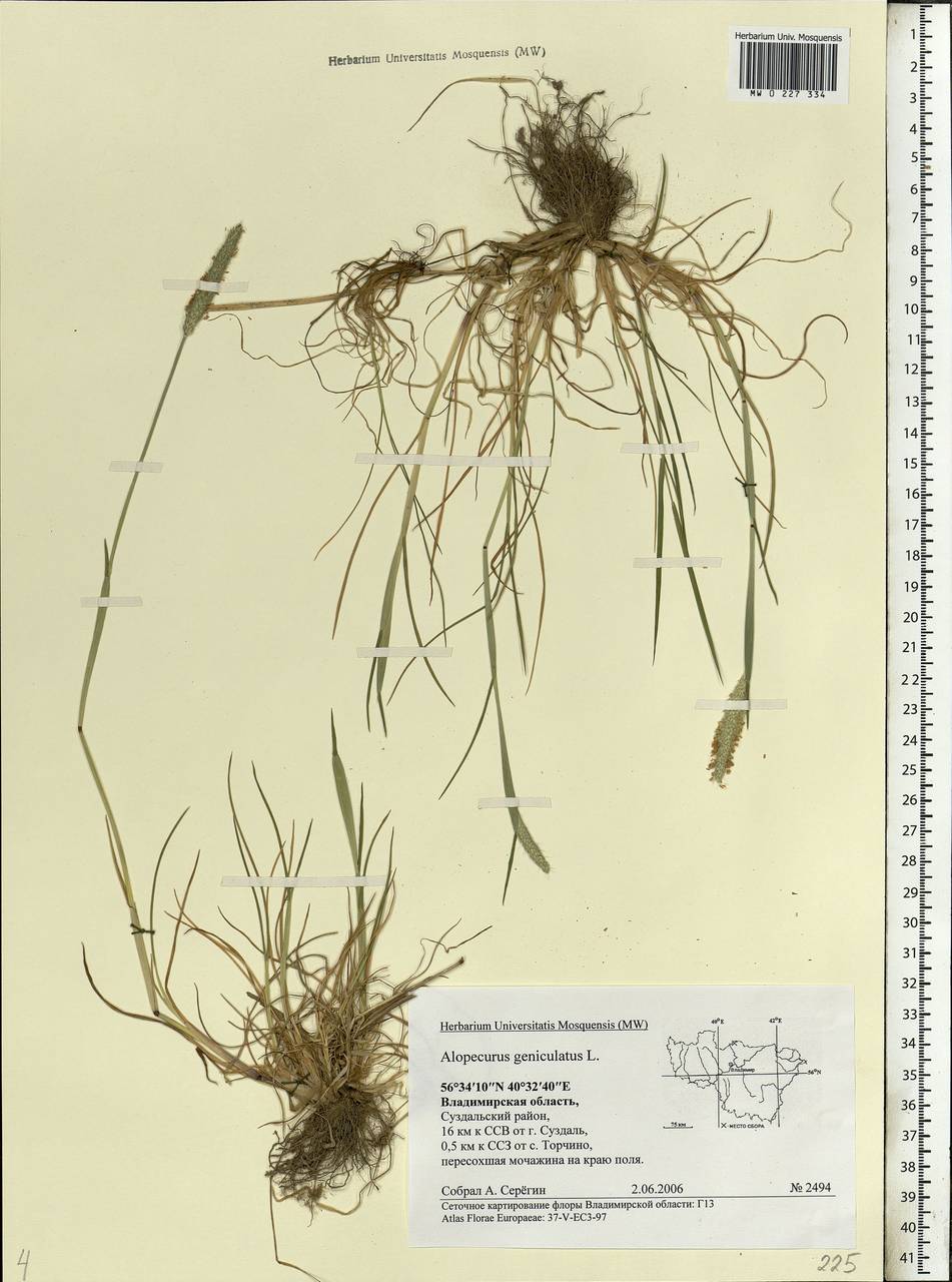 Alopecurus geniculatus L., Eastern Europe, Central region (E4) (Russia)