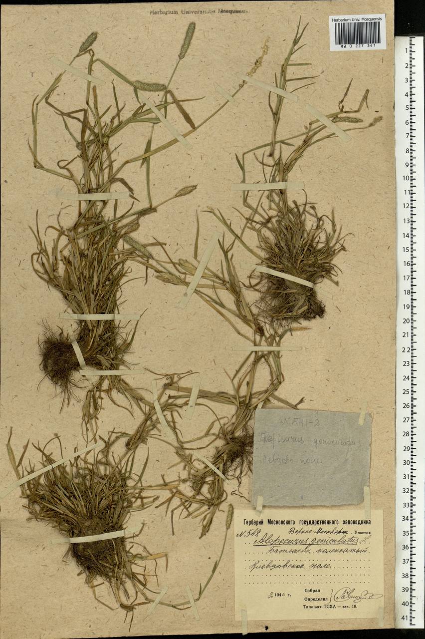 Alopecurus geniculatus L., Eastern Europe, Moscow region (E4a) (Russia)