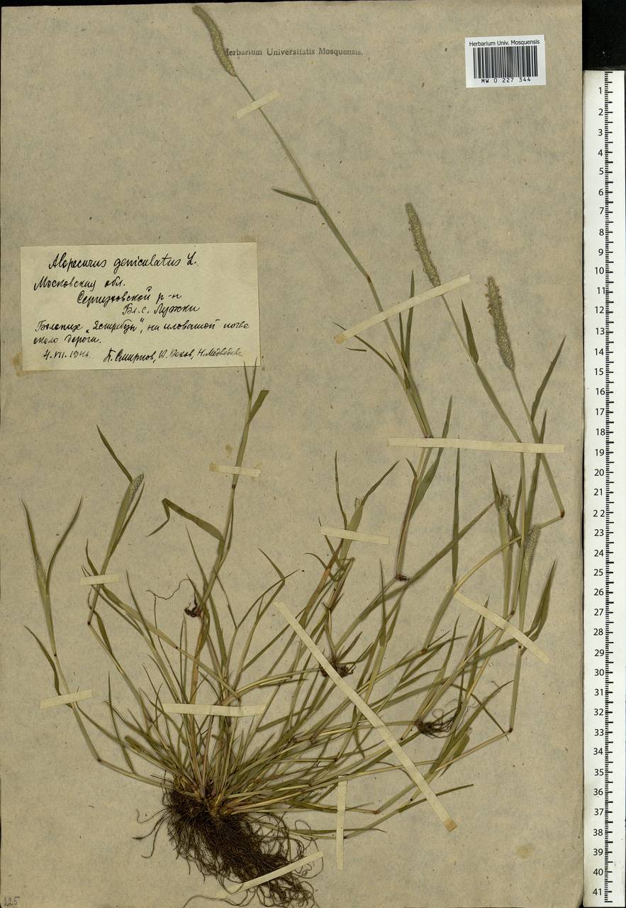 Alopecurus geniculatus L., Eastern Europe, Moscow region (E4a) (Russia)