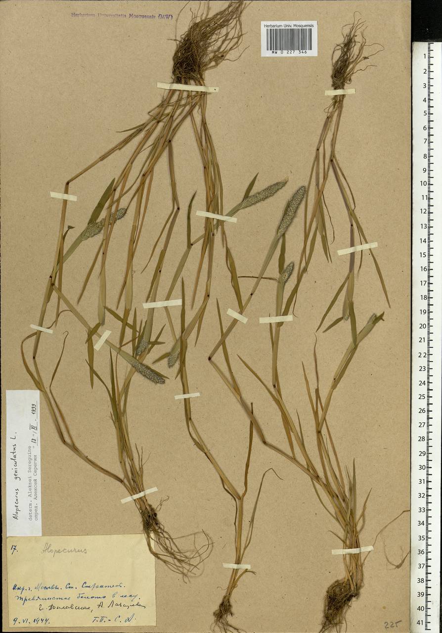 Alopecurus geniculatus L., Eastern Europe, Moscow region (E4a) (Russia)