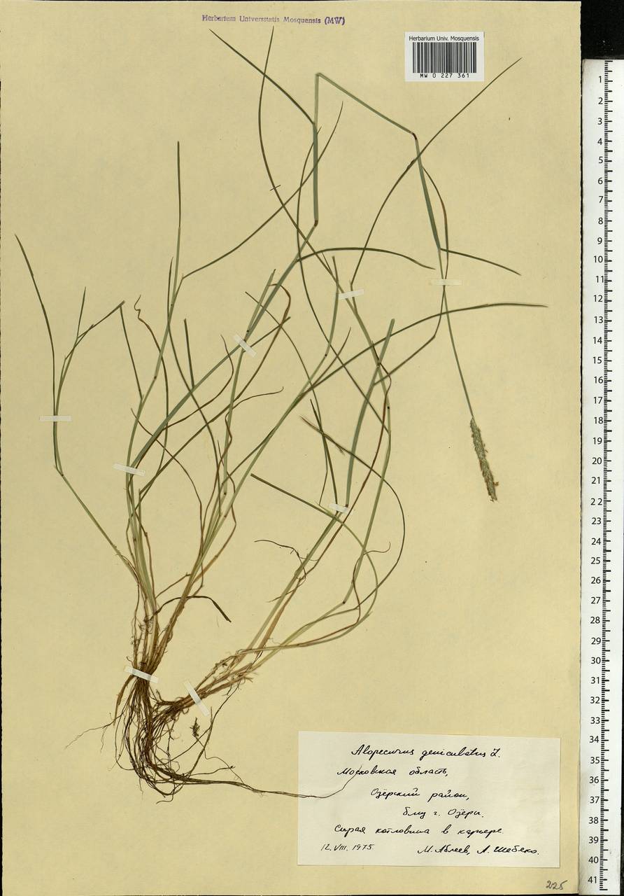 Alopecurus geniculatus L., Eastern Europe, Moscow region (E4a) (Russia)