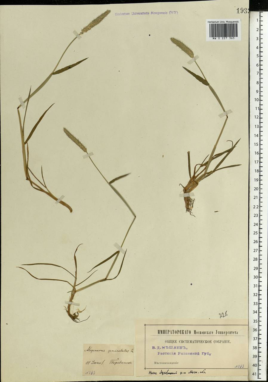 Alopecurus geniculatus L., Eastern Europe, Moscow region (E4a) (Russia)