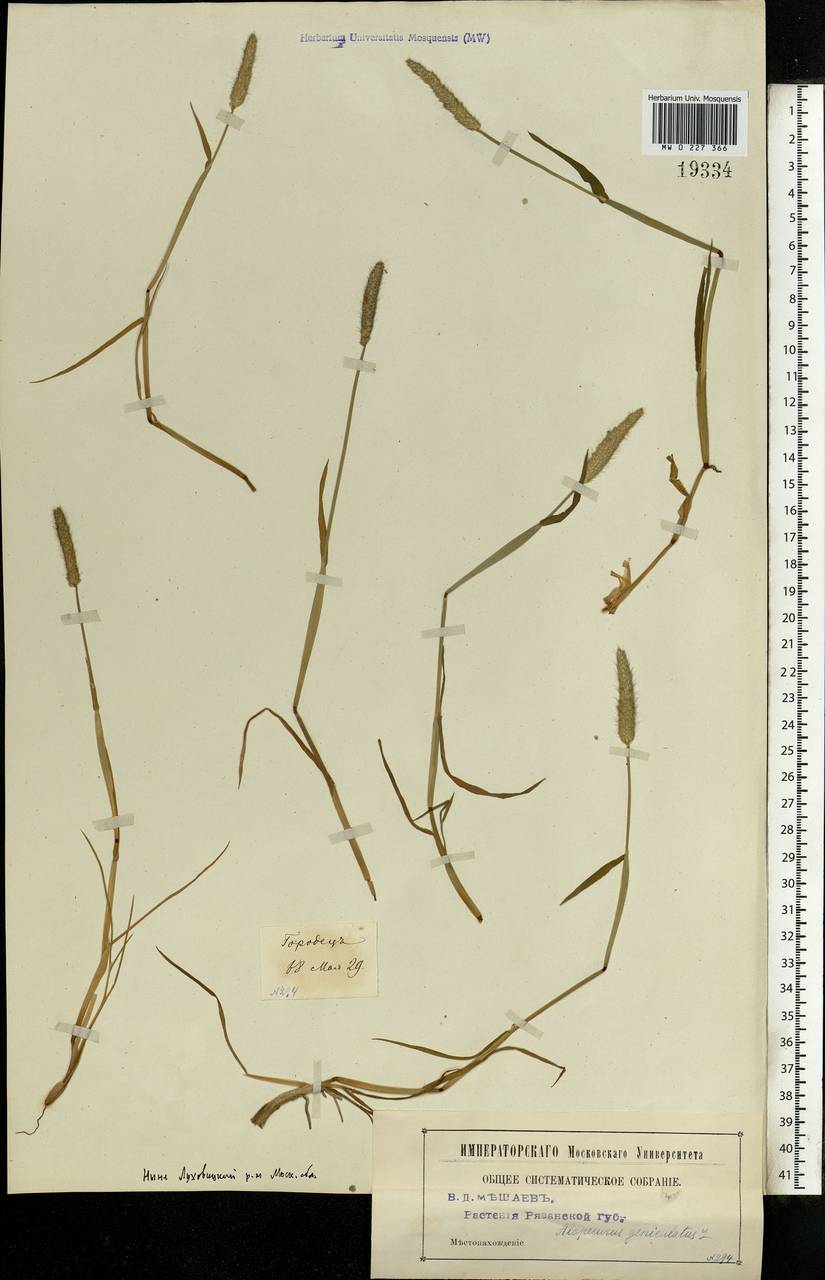 Alopecurus geniculatus L., Eastern Europe, Moscow region (E4a) (Russia)