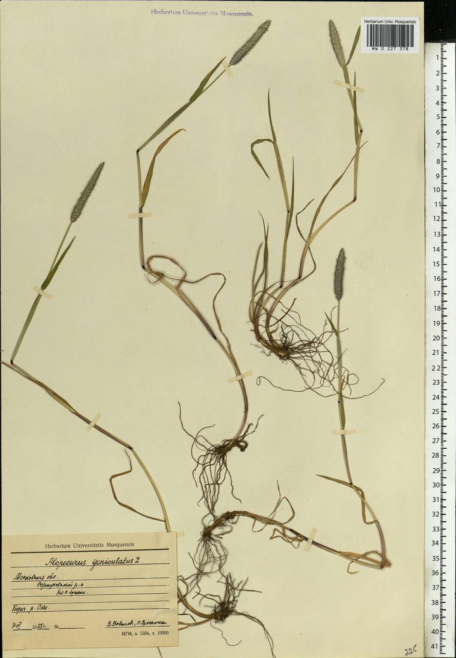 Alopecurus geniculatus L., Eastern Europe, Moscow region (E4a) (Russia)