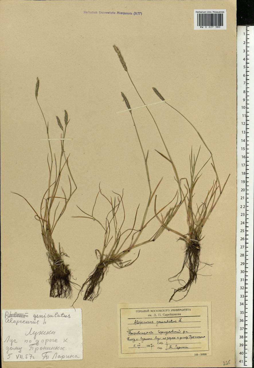 Alopecurus geniculatus L., Eastern Europe, Moscow region (E4a) (Russia)