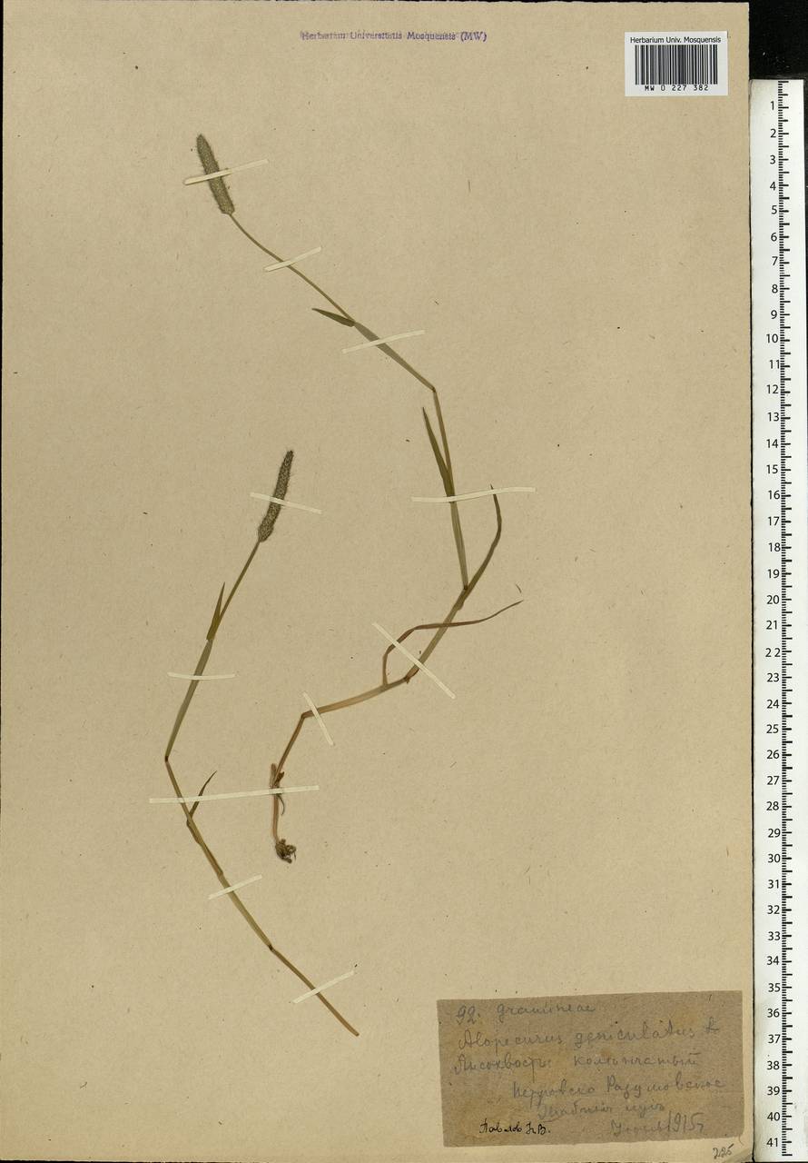 Alopecurus geniculatus L., Eastern Europe, Moscow region (E4a) (Russia)