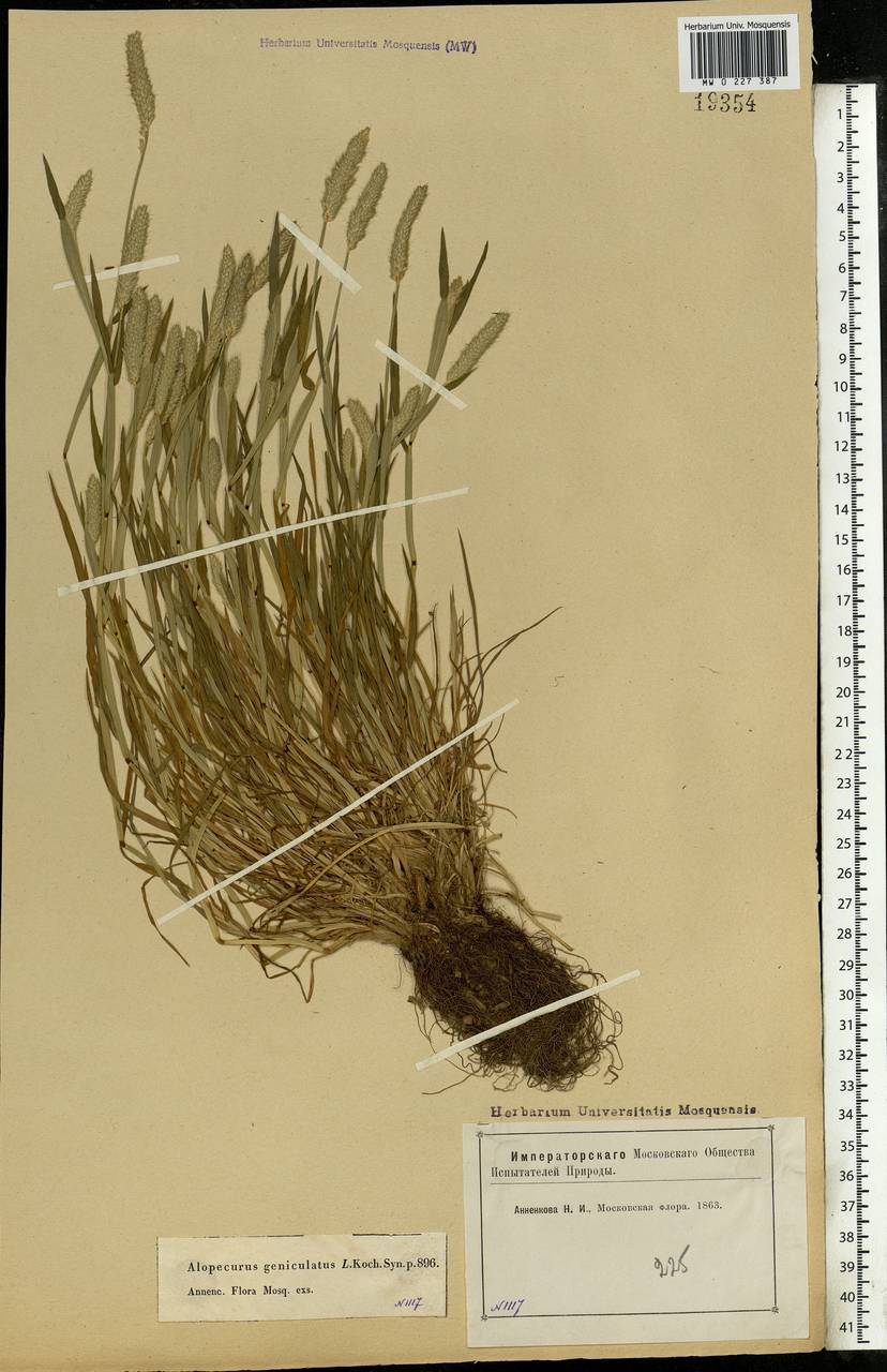 Alopecurus geniculatus L., Eastern Europe, Moscow region (E4a) (Russia)