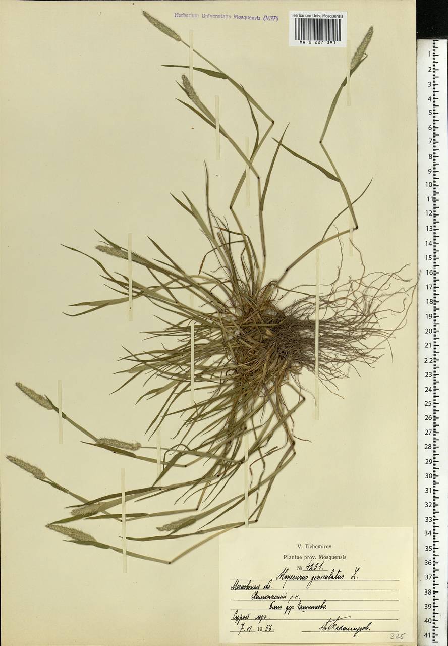 Alopecurus geniculatus L., Eastern Europe, Moscow region (E4a) (Russia)