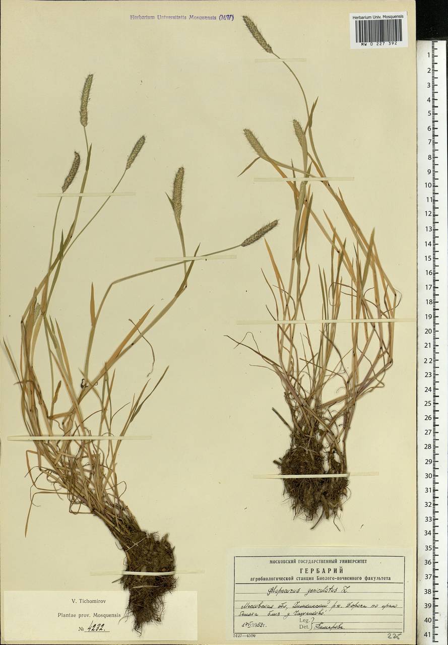 Alopecurus geniculatus L., Eastern Europe, Moscow region (E4a) (Russia)