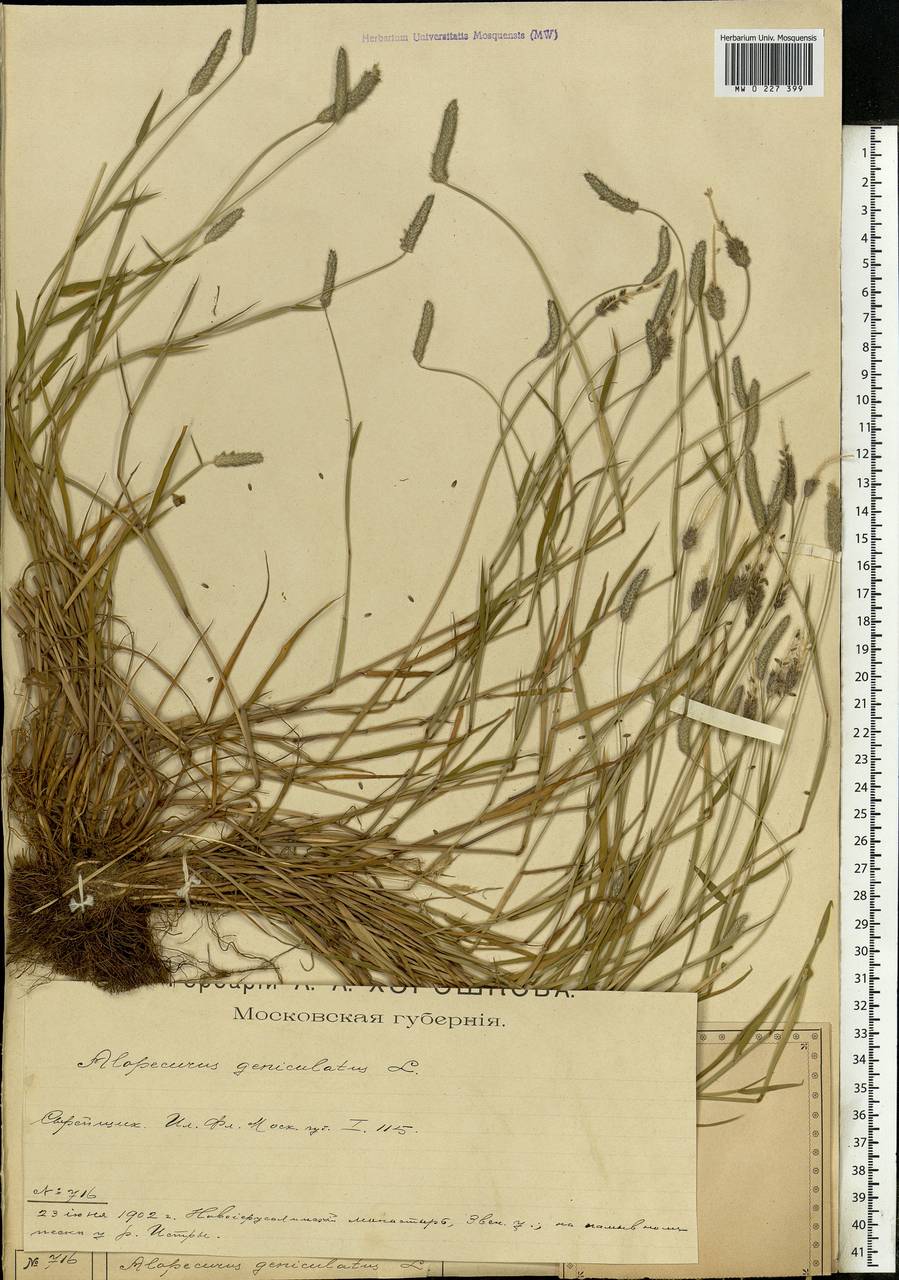 Alopecurus geniculatus L., Eastern Europe, Moscow region (E4a) (Russia)