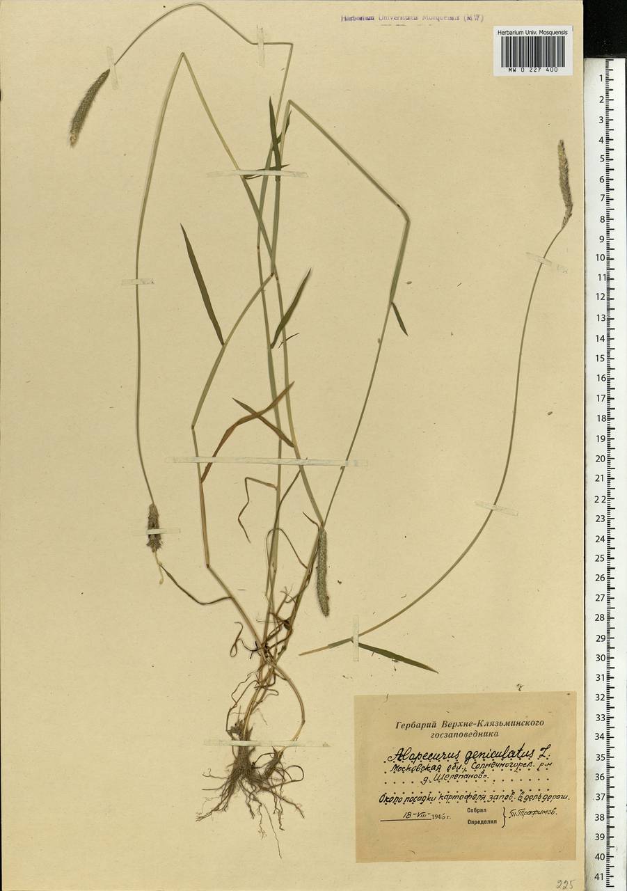 Alopecurus geniculatus L., Eastern Europe, Moscow region (E4a) (Russia)