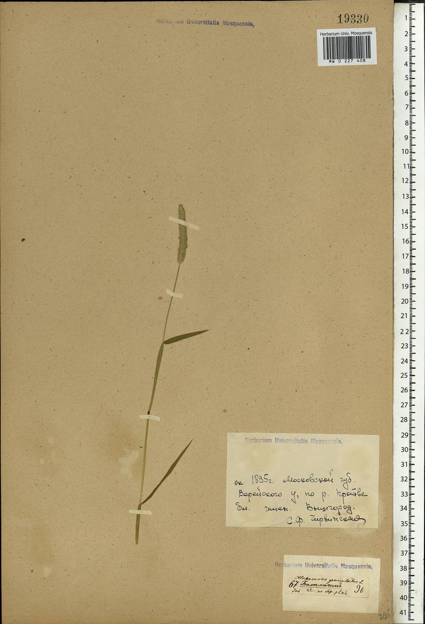 Alopecurus geniculatus L., Eastern Europe, Moscow region (E4a) (Russia)