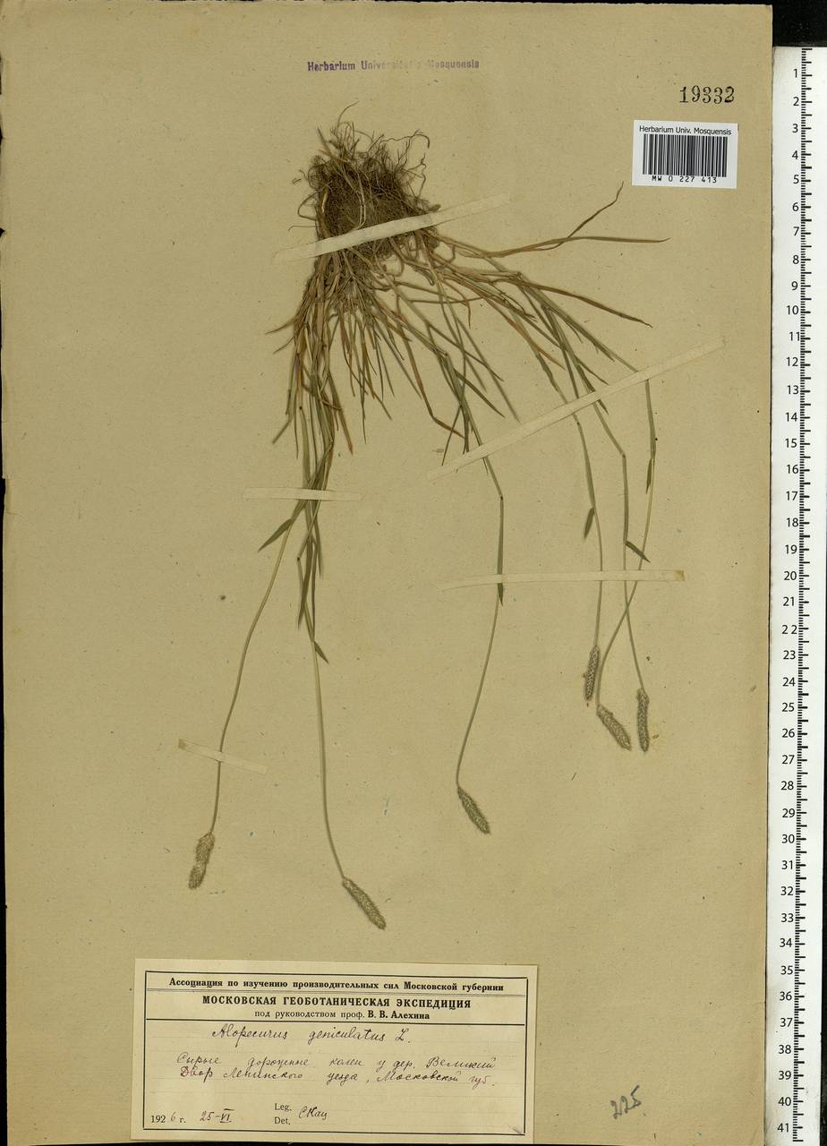 Alopecurus geniculatus L., Eastern Europe, Moscow region (E4a) (Russia)