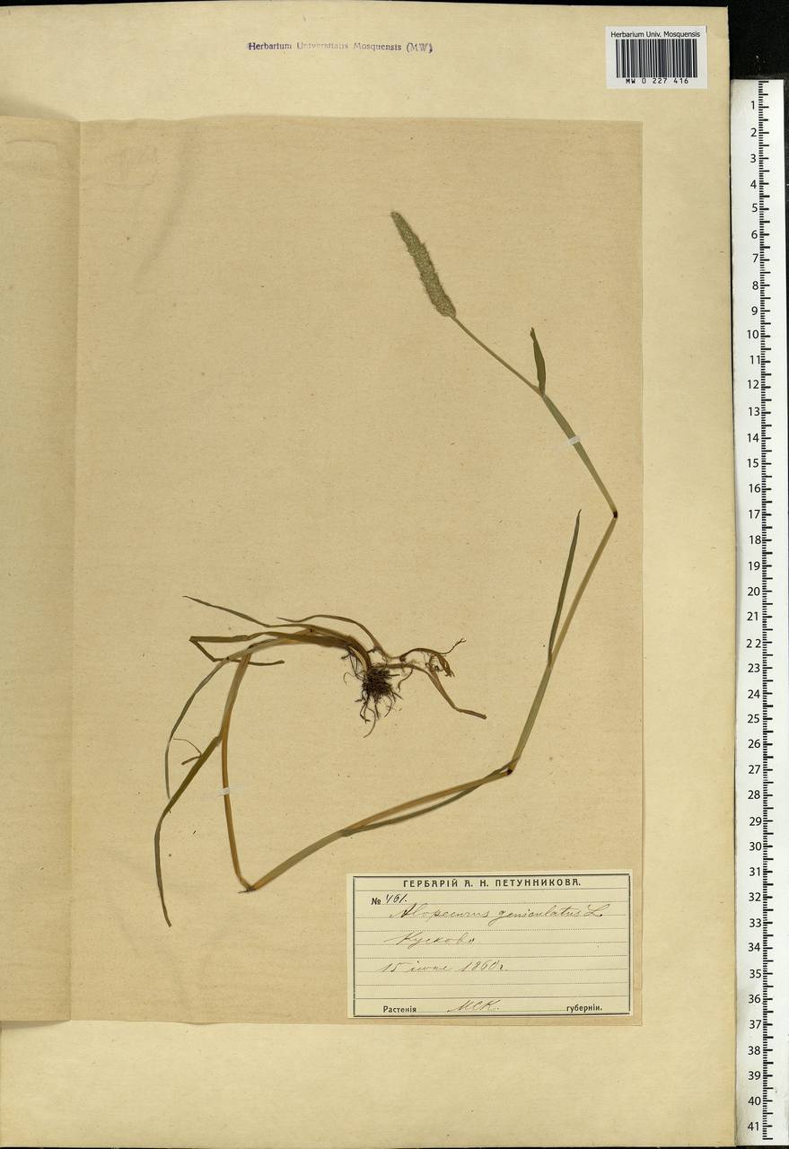 Alopecurus geniculatus L., Eastern Europe, Moscow region (E4a) (Russia)