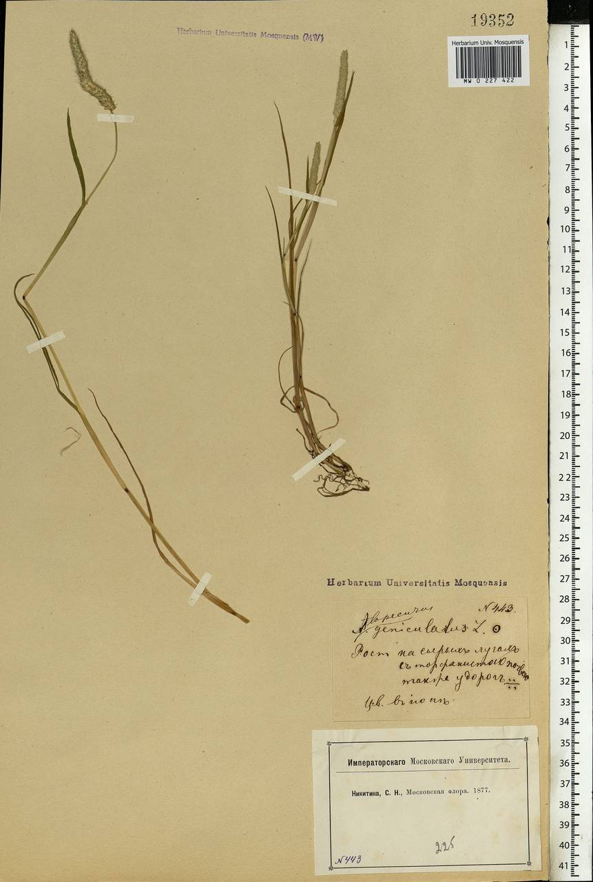 Alopecurus geniculatus L., Eastern Europe, Moscow region (E4a) (Russia)